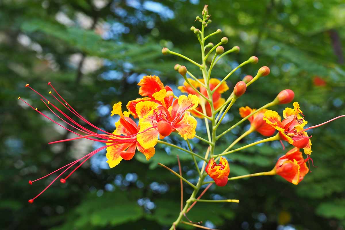Red Caesalpinia or Peacock Flower seeds for Planting - Shade Tolerant, Heirloom & GMO Free Seeds for Home Garden