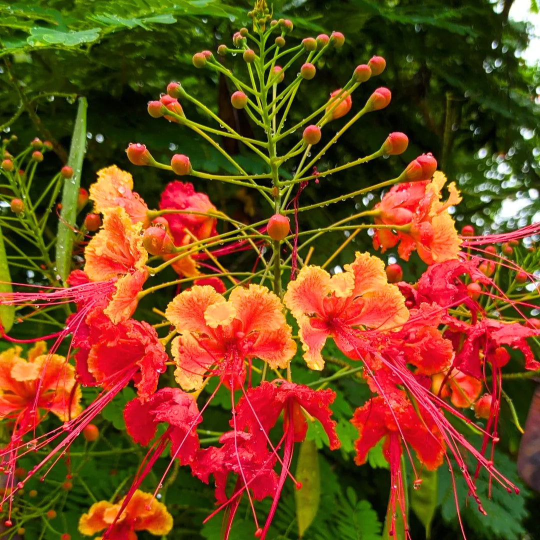 Red Caesalpinia or Peacock Flower seeds for Planting - Shade Tolerant, Heirloom & GMO Free Seeds for Home Garden