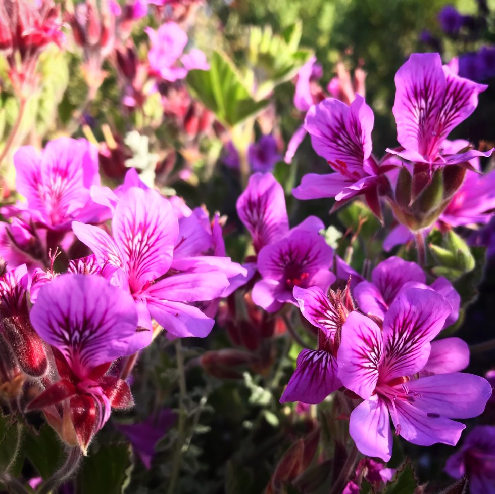 Geranium Pelargonium Rose Flower Seeds for Planting Colorful Display Heirloom & GMO Free Seeds for Home Garden
 
 Sale