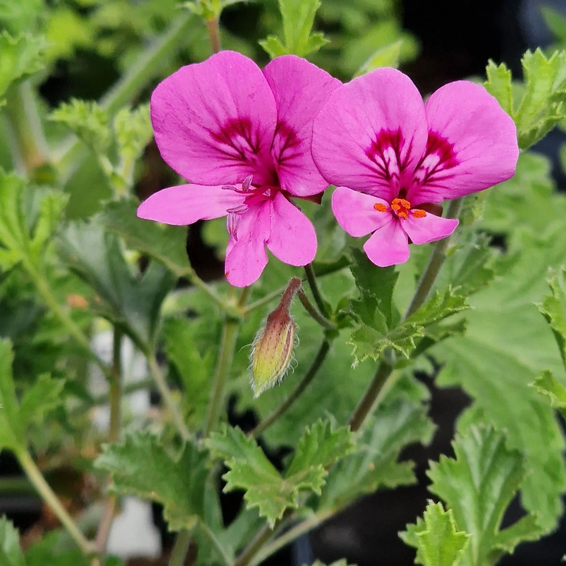 Purple Tornado Geranium Flower seeds for Planting - Garden Favorite, Heirloom & GMO Free Seeds for Home Garden