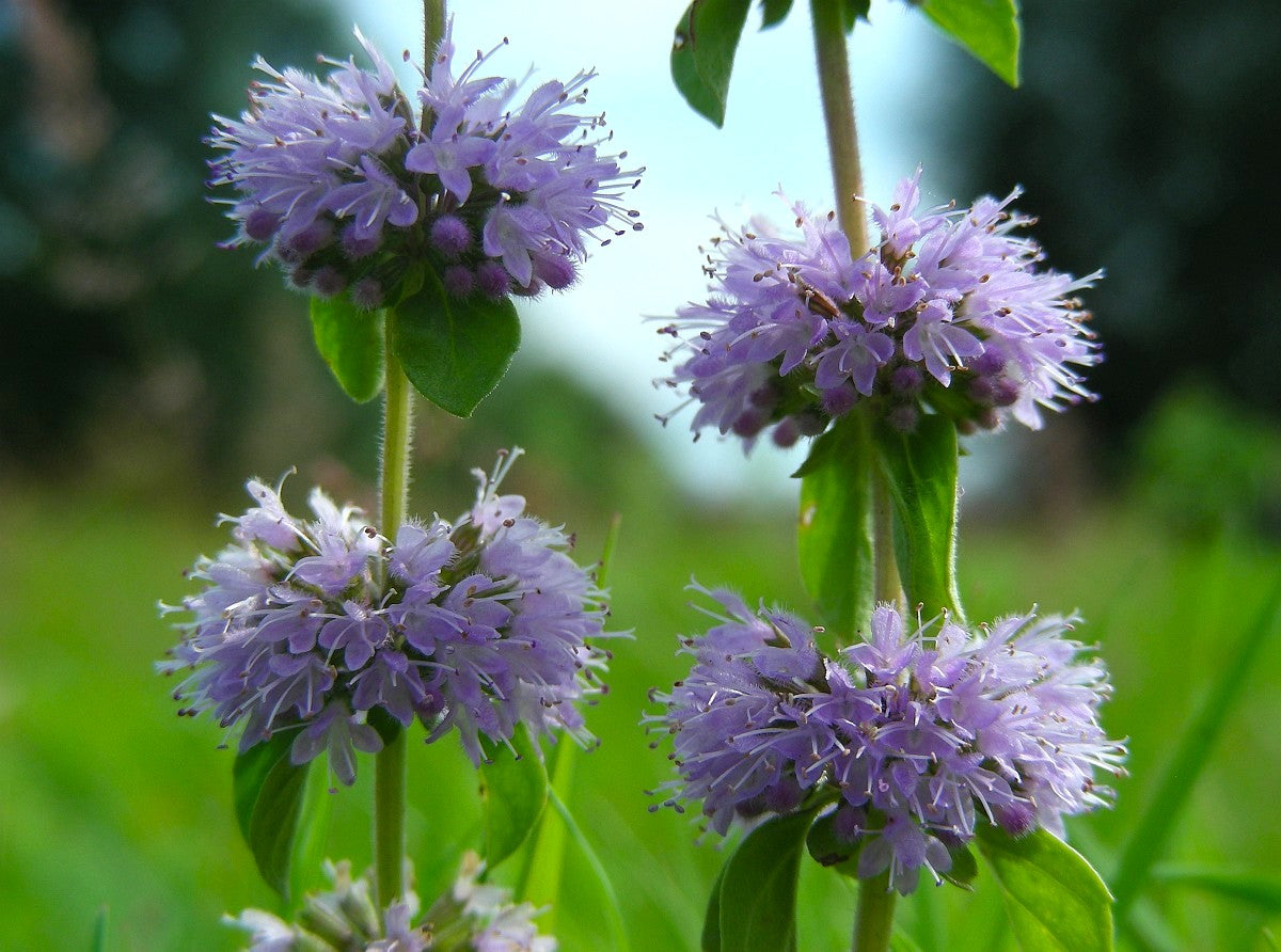 Purple Pulegium Flower Seeds for Planting - Vibrant Annual Blooms