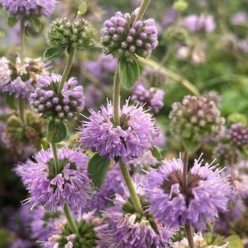 Violet Pennyroyal Flower seeds for Planting - Cut Flower Favorite, Heirloom & GMO Free Seeds for Home Garden