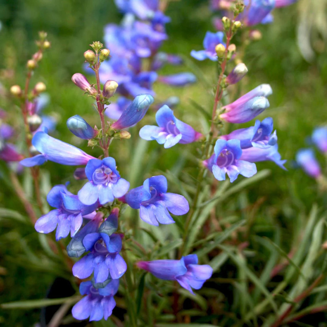 Penstemon Heterophyllus Flower seeds for Planting Wildflower Mix Heirloom & GMO Free Seeds for Home Garden