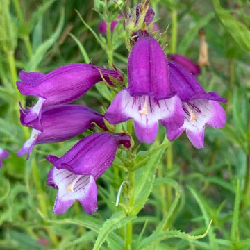 Purple Mexicali Sunburst Penstemon Flower seeds for Planting - Seasonal Bloomer, Heirloom & GMO Free Seeds for Home Garden