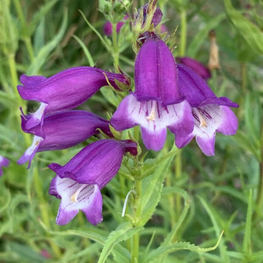 Purple Mexicali Sunburst Penstemon Flower seeds for Planting - Seasonal Bloomer, Heirloom & GMO Free Seeds for Home Garden