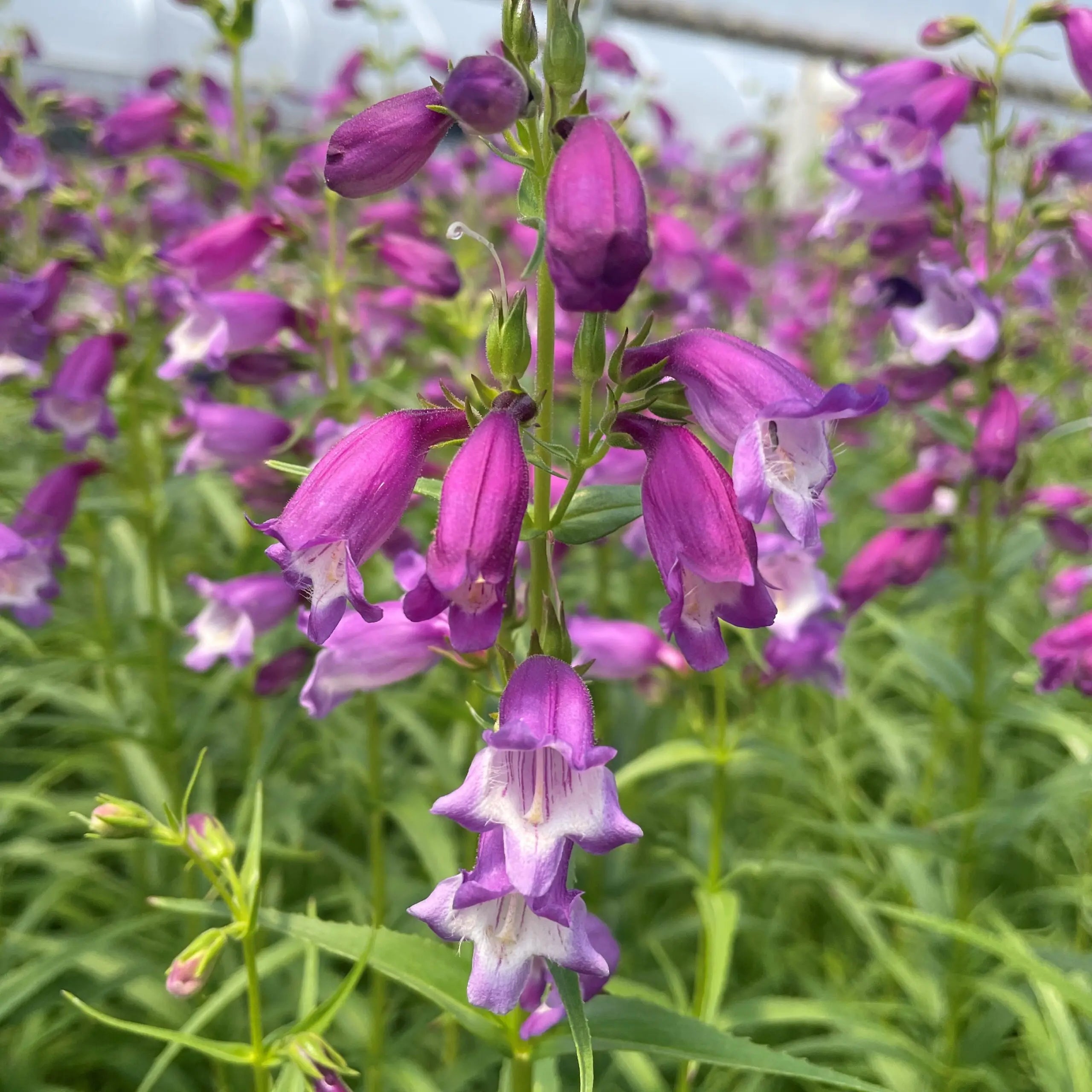 Purple Mexicali Sunburst Penstemon Seeds - Perfect for Planting