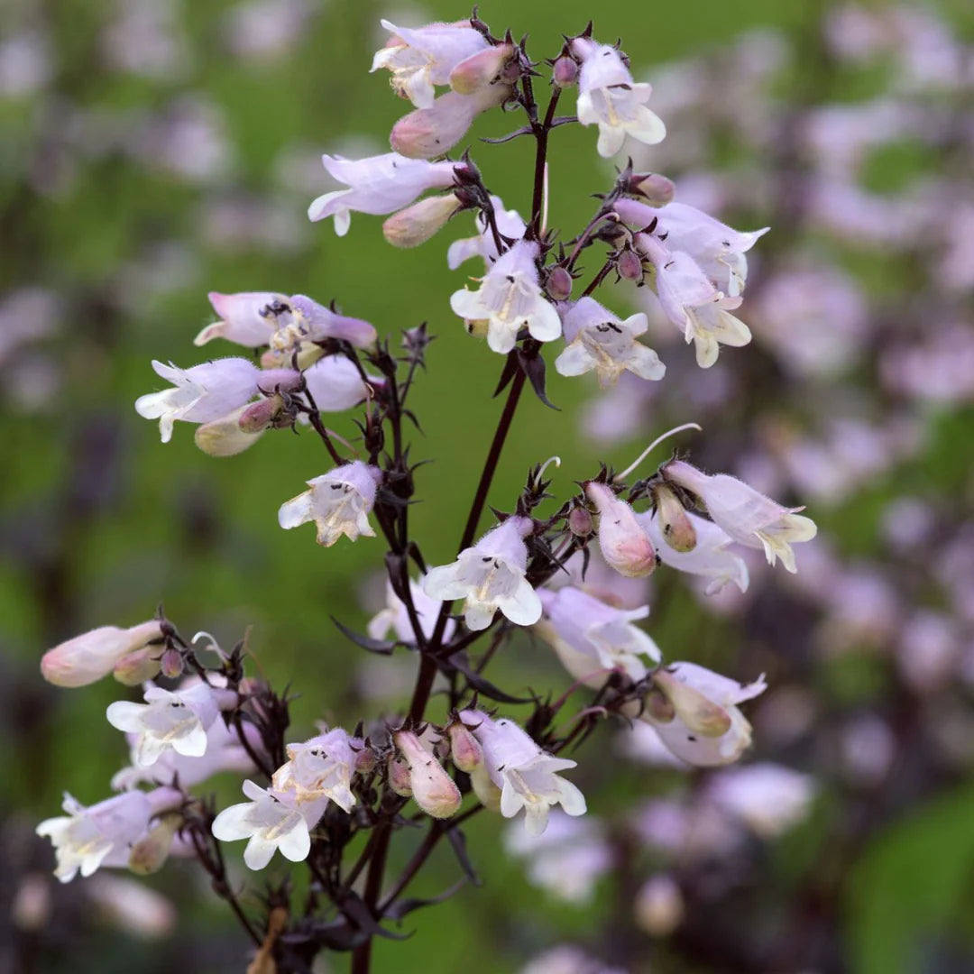 White Snowbells Flower seeds for Planting - Pollinator Friendly, Heirloom & GMO Free Seeds for Home Garden