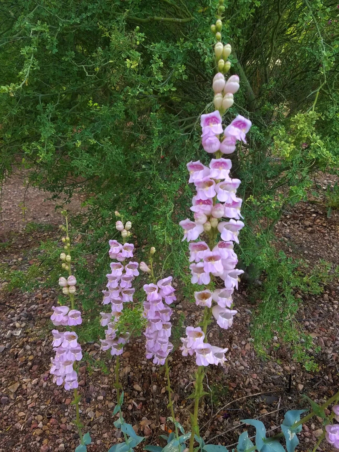 Violet Penstemon Flower seeds for Planting - Hardy Variety, Heirloom & GMO Free Seeds for Home Garden