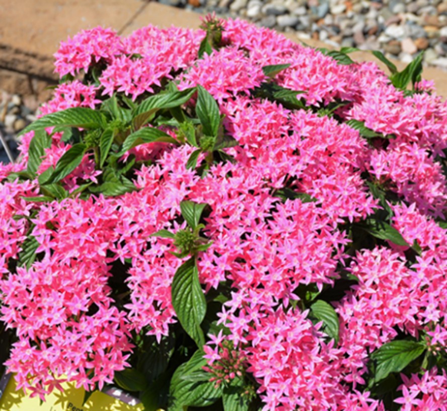 Pink Pentas Flower seeds for Planting - Compact Growth, Heirloom & GMO Free Seeds for Home Garden