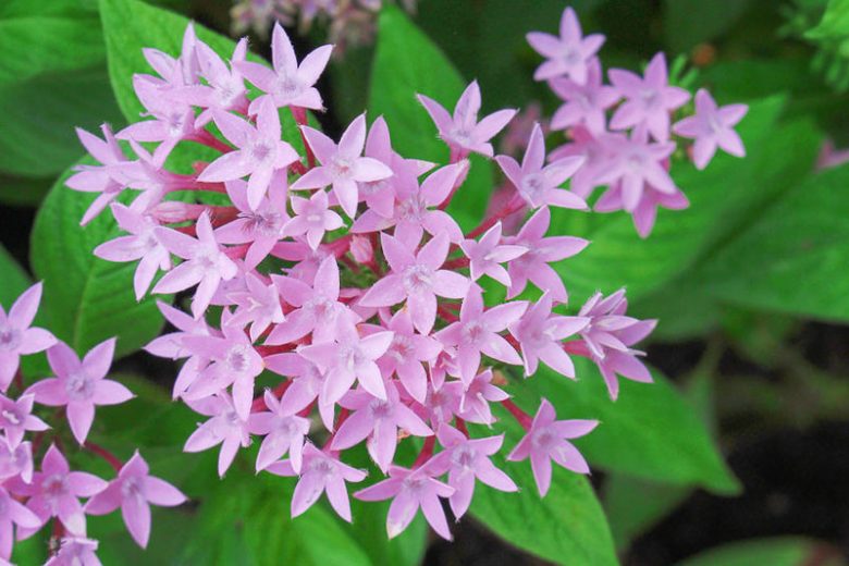 Pentas Lanceolata Seeds for Planting  Attract Butterflies with Stunning Blooms