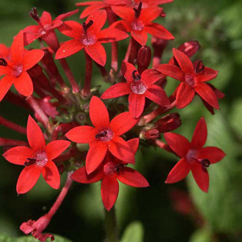 Red Pentas Flower seeds for Planting - Perfect for Borders, Heirloom & GMO Free Seeds for Home Garden