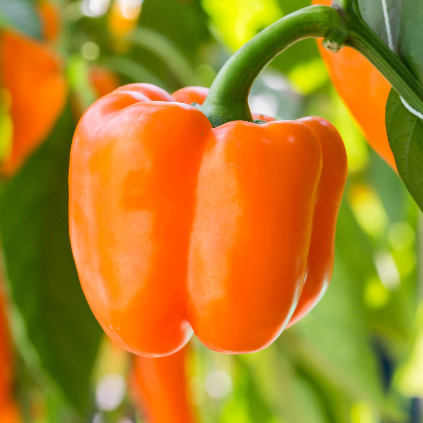Orange Pepper Seeds for Planting - Grow Vibrant Vegetable Peppers at Home