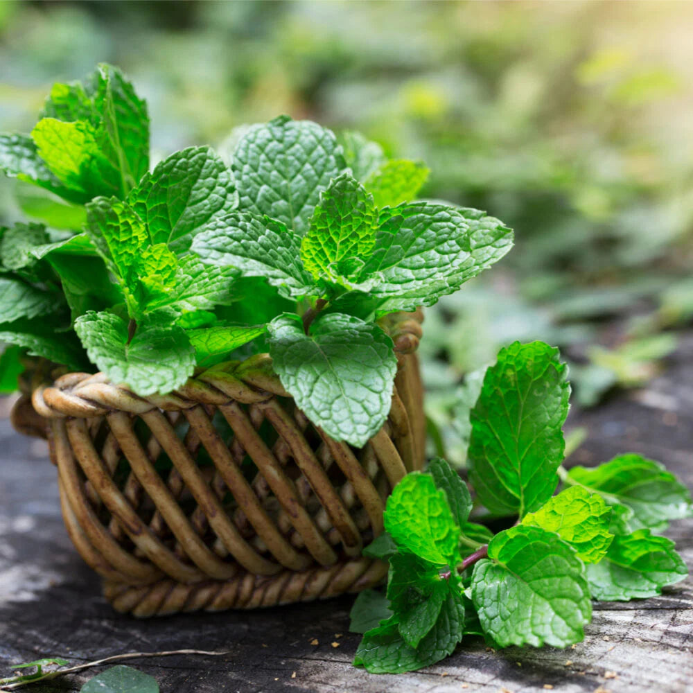 Wild Mint Seeds for Planting Mentha Arvensis herb garden shaded corner