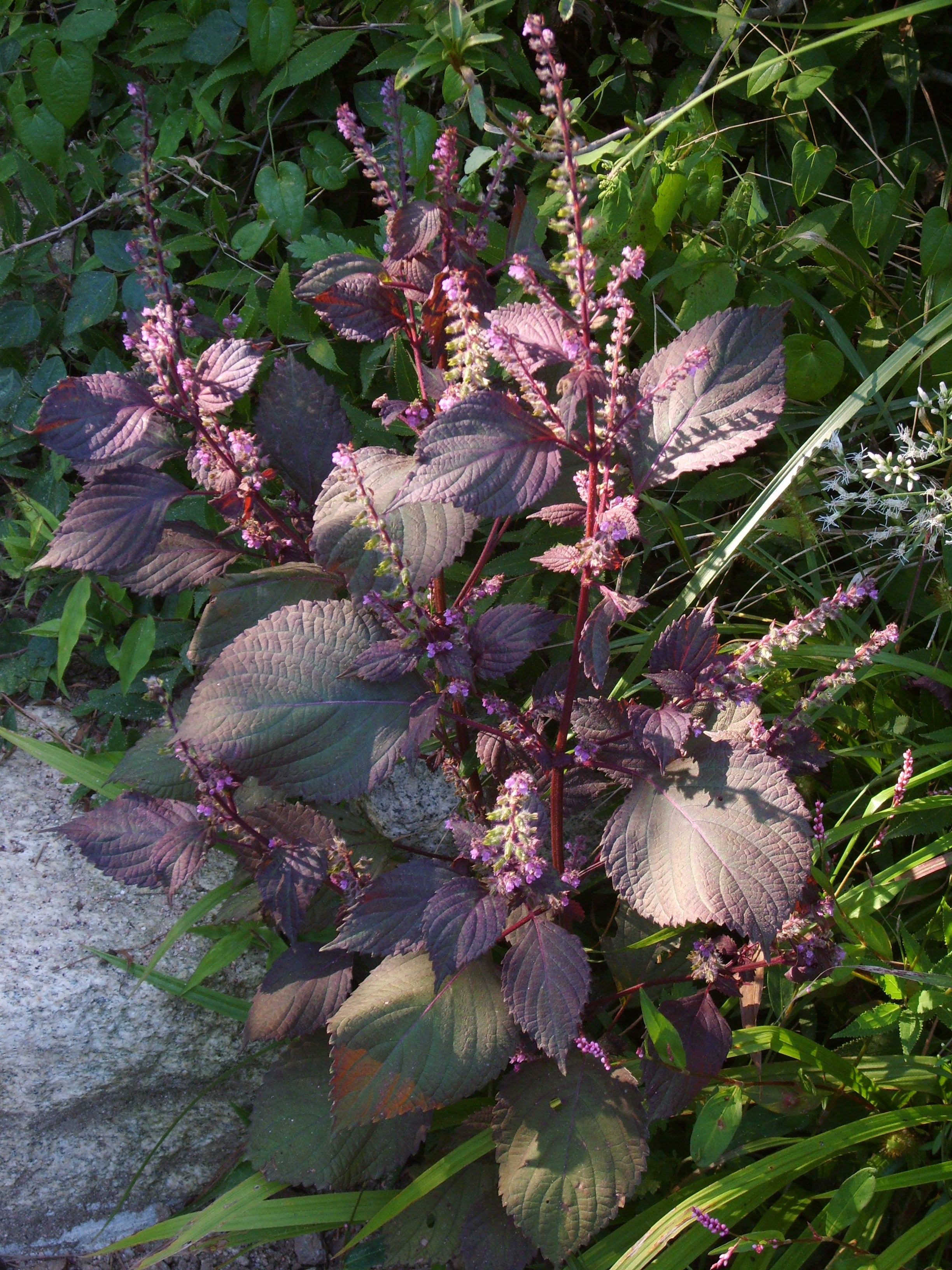 Mixed Perilla Flower seeds for Planting - Hardy Variety, Heirloom & GMO Free Seeds for Home Garden