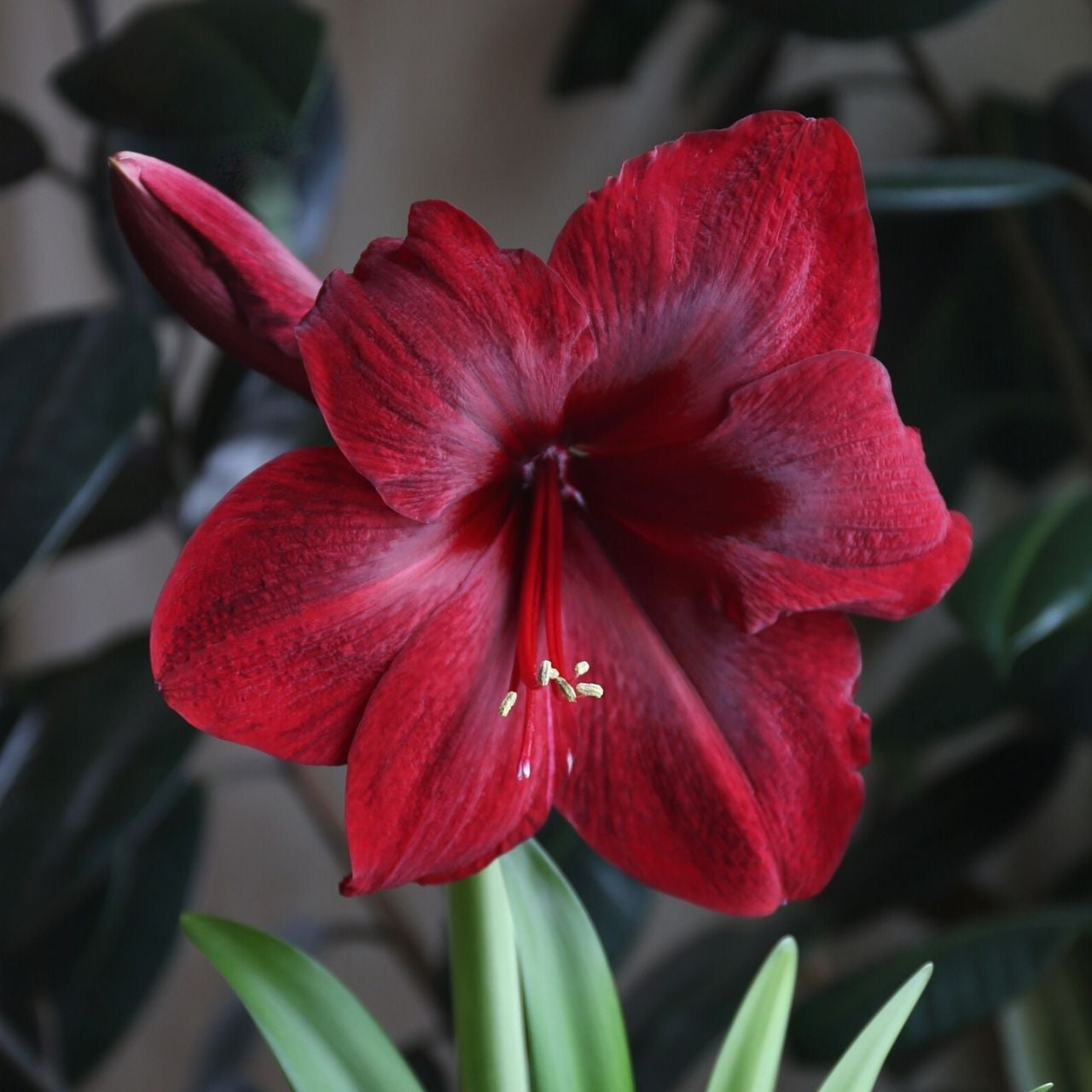 Maroon Amaryllis Flower seeds for Planting Drought Tolerant Heirloom & GMO Free Seeds for Home Garden