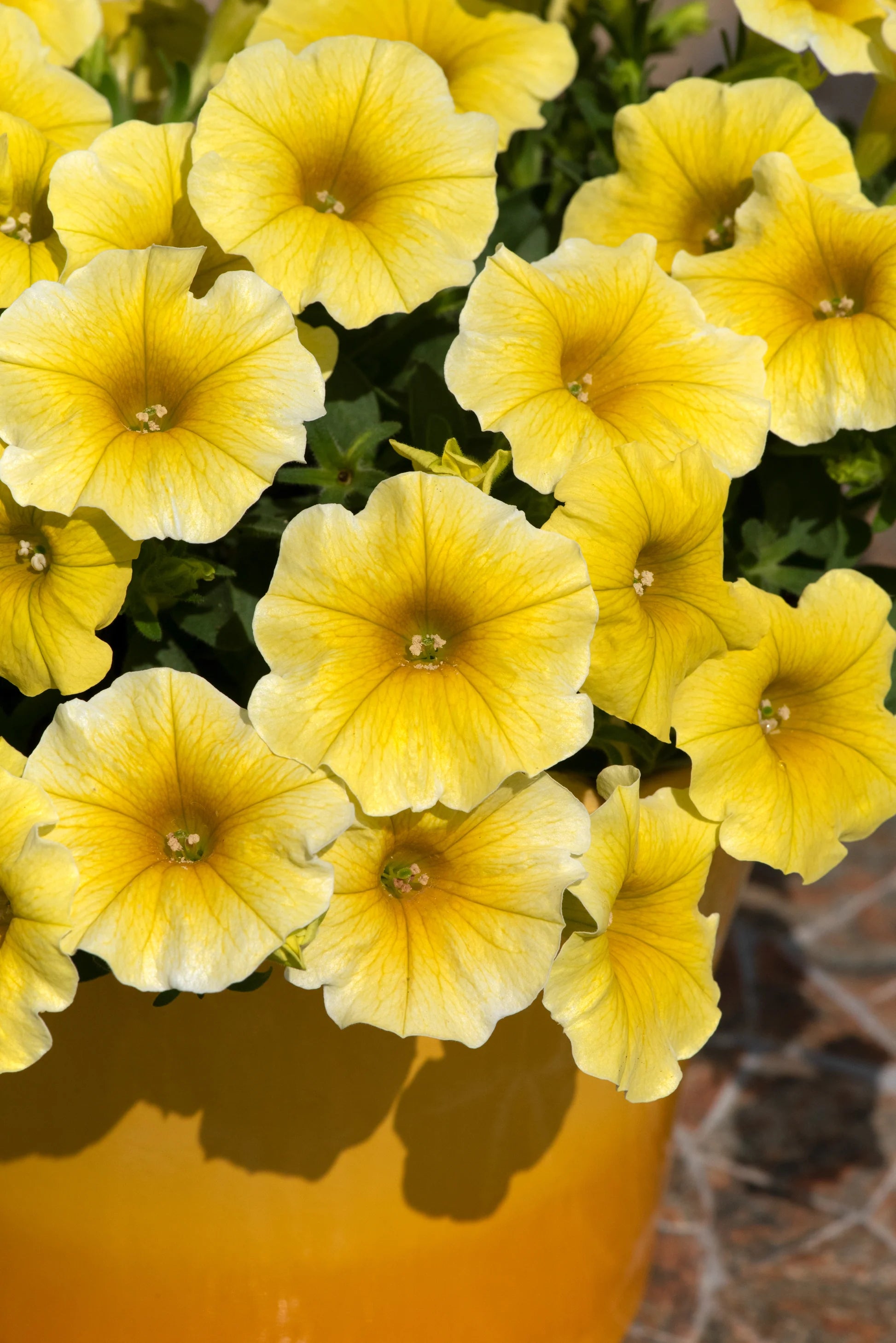 White Yellow Calibrachoa Flower seeds for Planting - Wildflower Mix, Heirloom & GMO Free Seeds for Home Garden