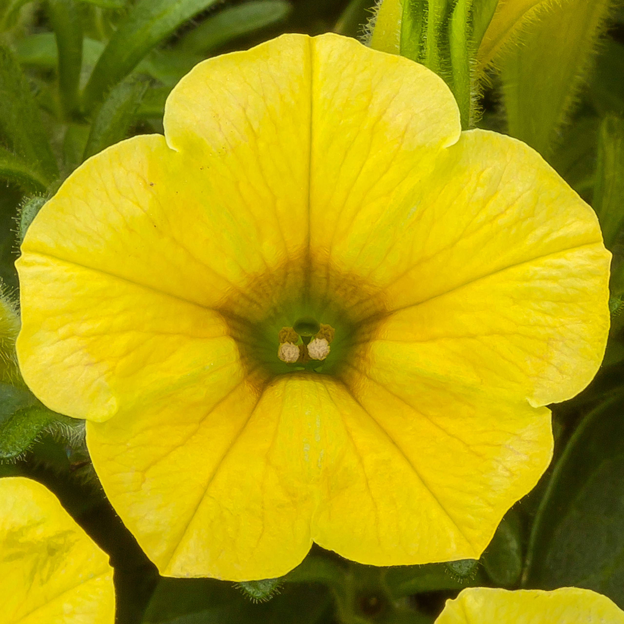 Yellow Petunia Flower seeds for Planting - Perfect for Borders, Heirloom & GMO Free Seeds for Home Garden