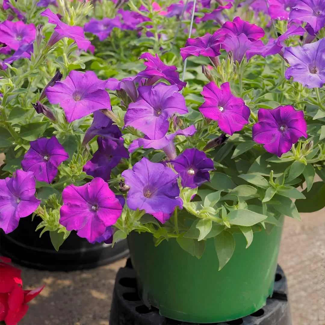 Petunia Seeds for Planting Petunia Hybrida mixed colors flower bed window pot