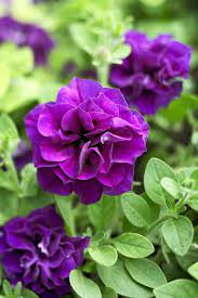 Ornamental Double Violet Petunia seeds for landscapes