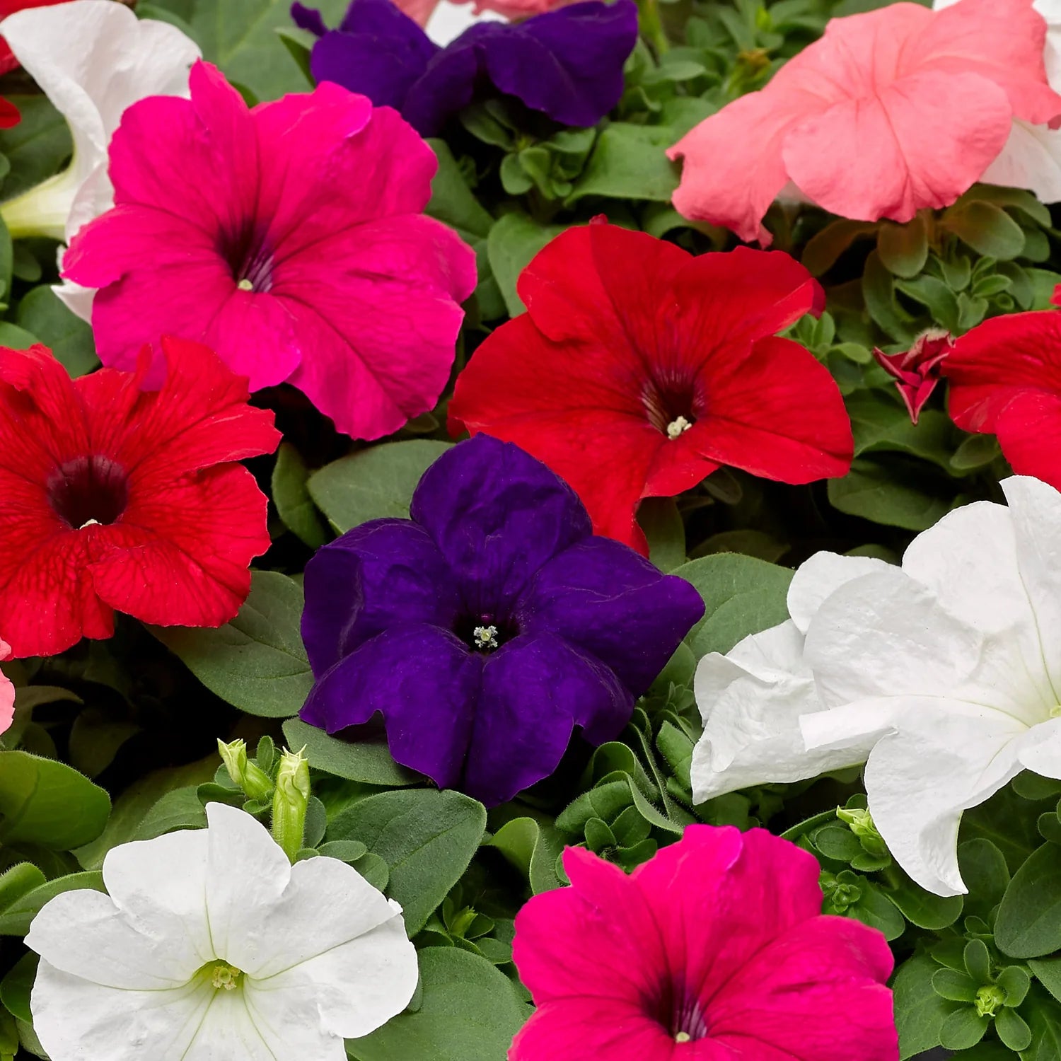 Petunia Seeds for Planting Petunia Hybrida mixed colors flower bed window pot