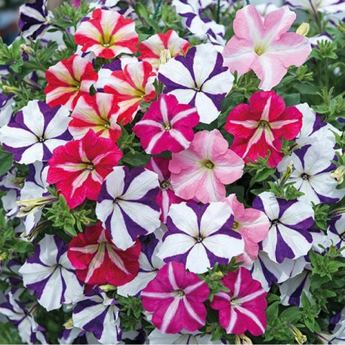 Petunia Ultra Rose Star Seeds for Ultra-Vibrant Petunia Blooms