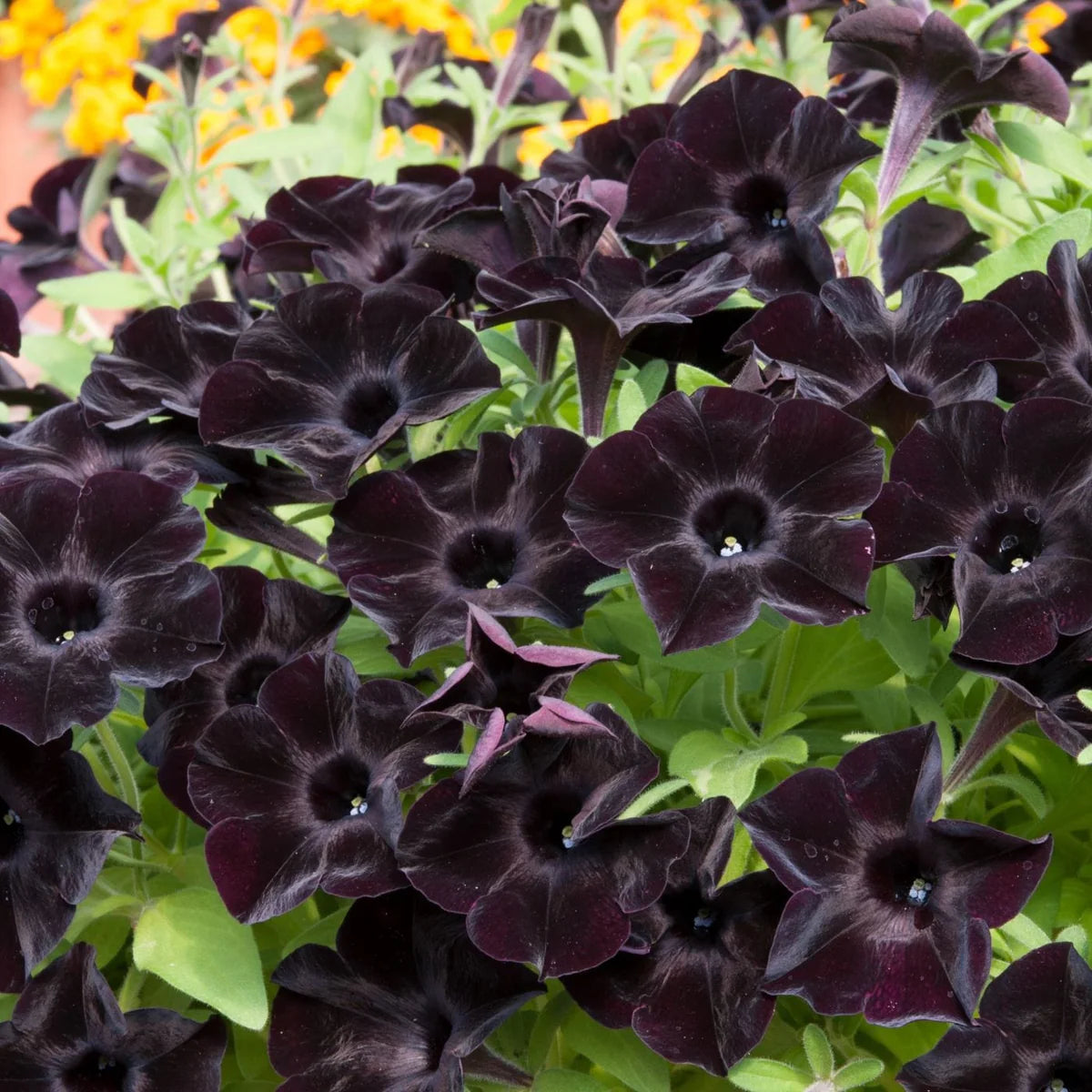 Black Velvet Petunia Flower seeds for Planting - Seasonal Bloomer, Heirloom & GMO Free Seeds for Home Garden