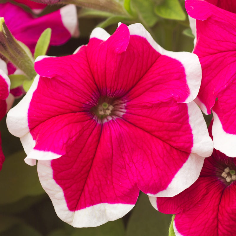 Petunia Hulahoop Rose Seeds for Elegant Rose-Colored Petunias