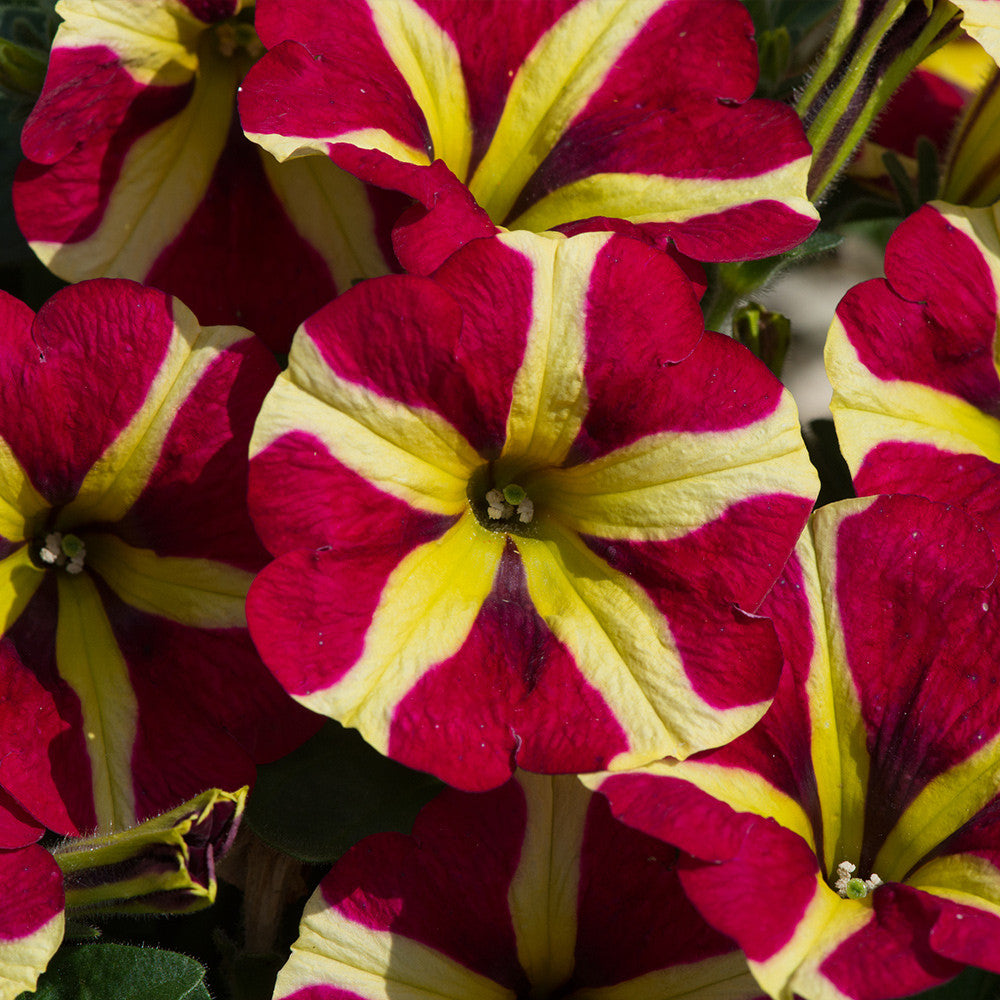 Red & Yellow Petunia Flower seeds for Planting - Pollinator Friendly, Heirloom & GMO Free Seeds for Home Garden