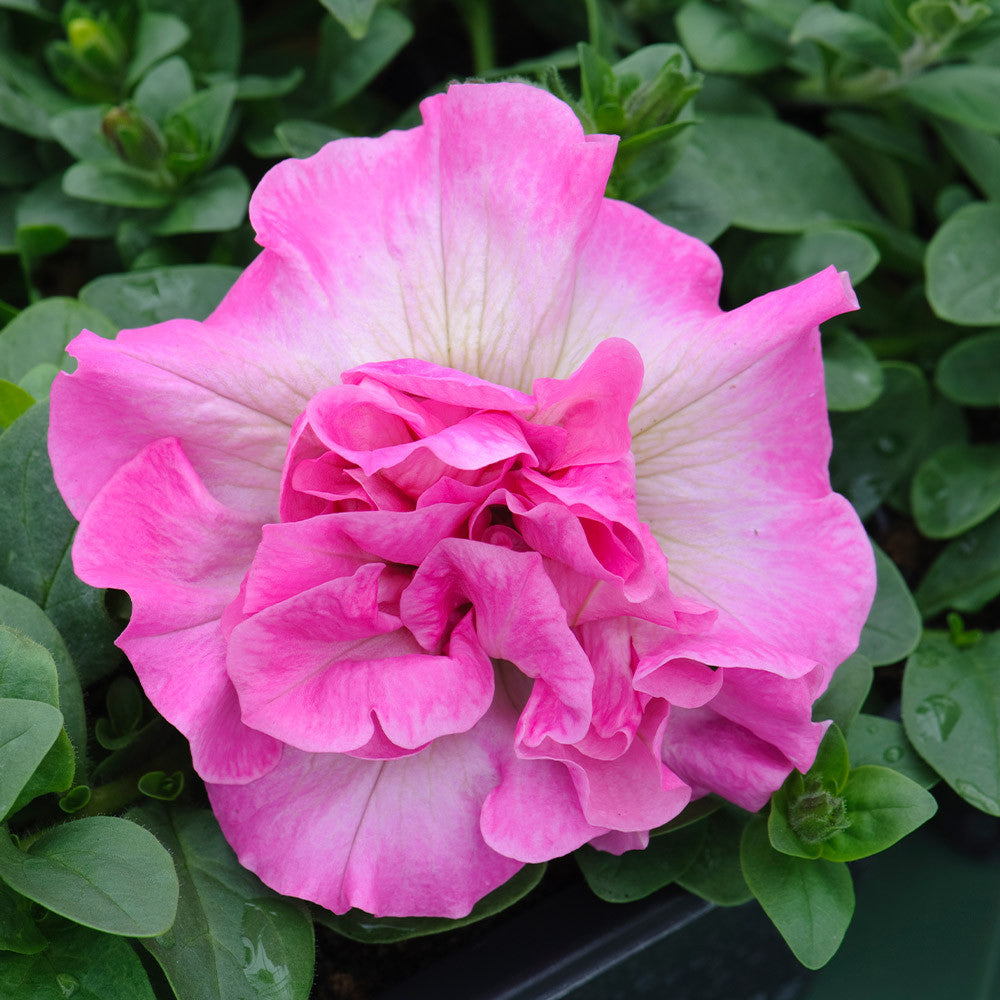 Double Petunia Flower seeds for Planting - Premium Quality, Heirloom & GMO Free Seeds for Home Garden