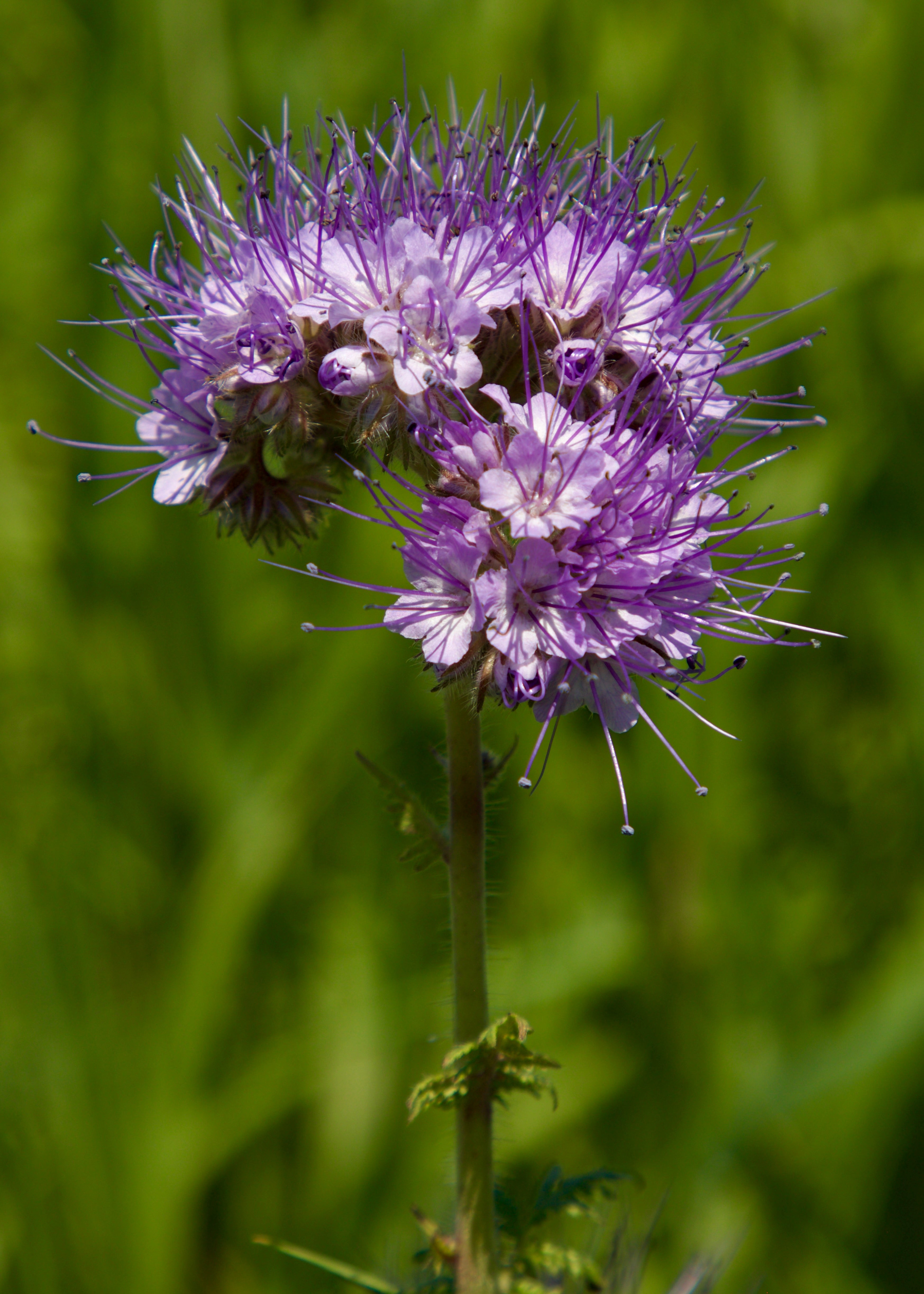 Purple Phacelia Flower seeds for Planting - Garden Favorite, Heirloom & GMO Free Seeds for Home Garden