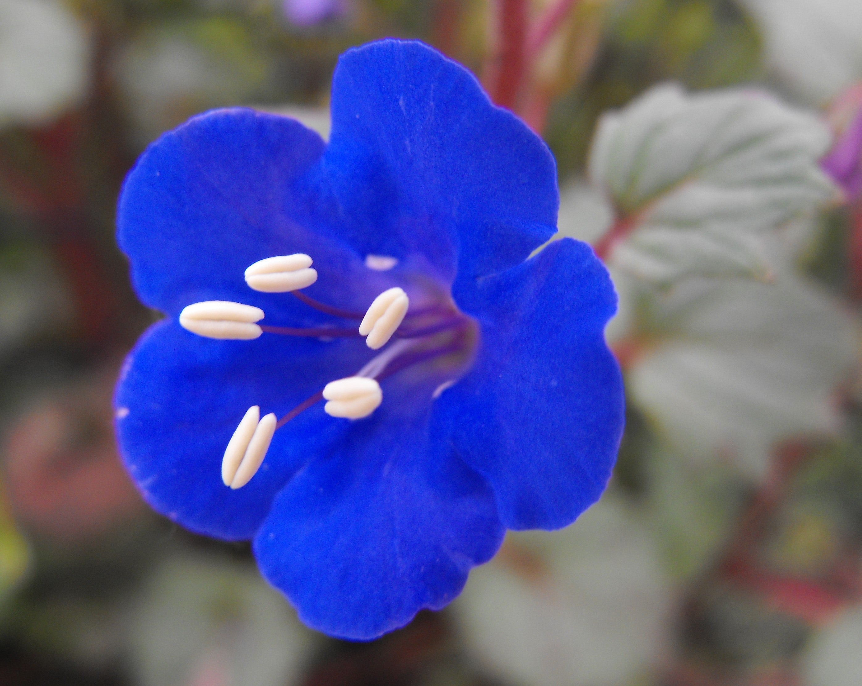 Blue Cali Flower seeds for Planting - Sun Loving, Heirloom & GMO Free Seeds for Home Garden