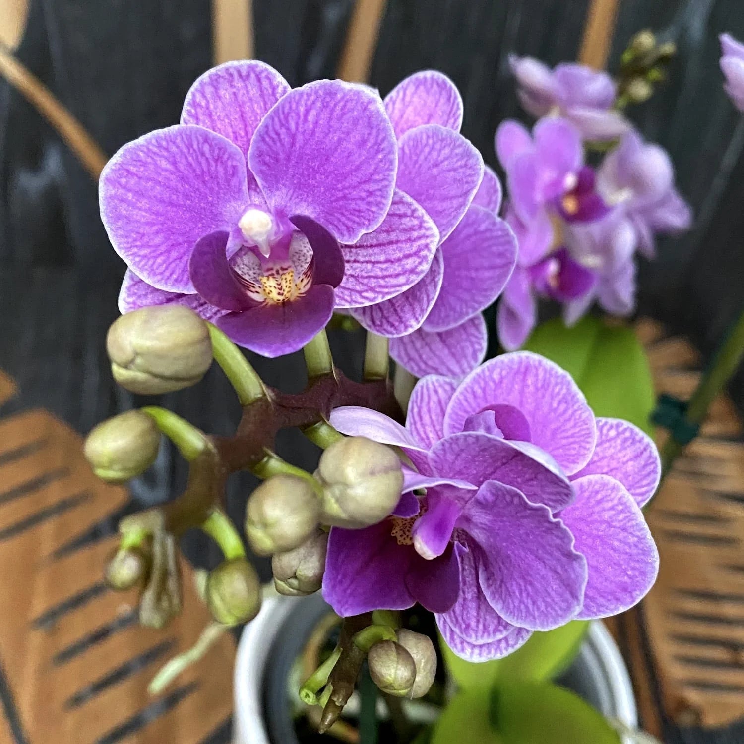 Violet Phalaenopsis Flower Seeds for Planting Fragrant Blossoms Heirloom & GMO Free Seeds for Home Garden
 
 Sale