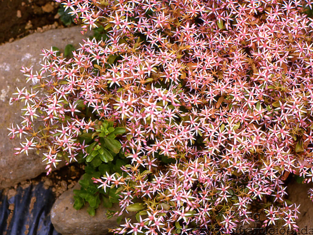 Pink Sedum Stolon Flower seeds for Planting - Garden Favorite, Heirloom & GMO Free Seeds for Home Garden