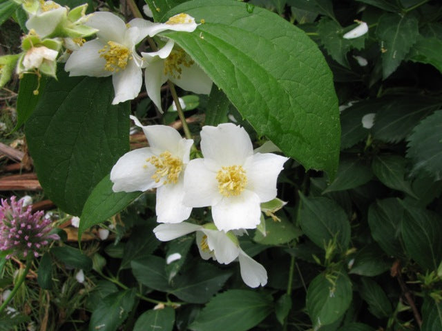 Philadelphus Coronarius Flower seeds for Planting - Compact Growth, Heirloom & GMO Free Seeds for Home Garden