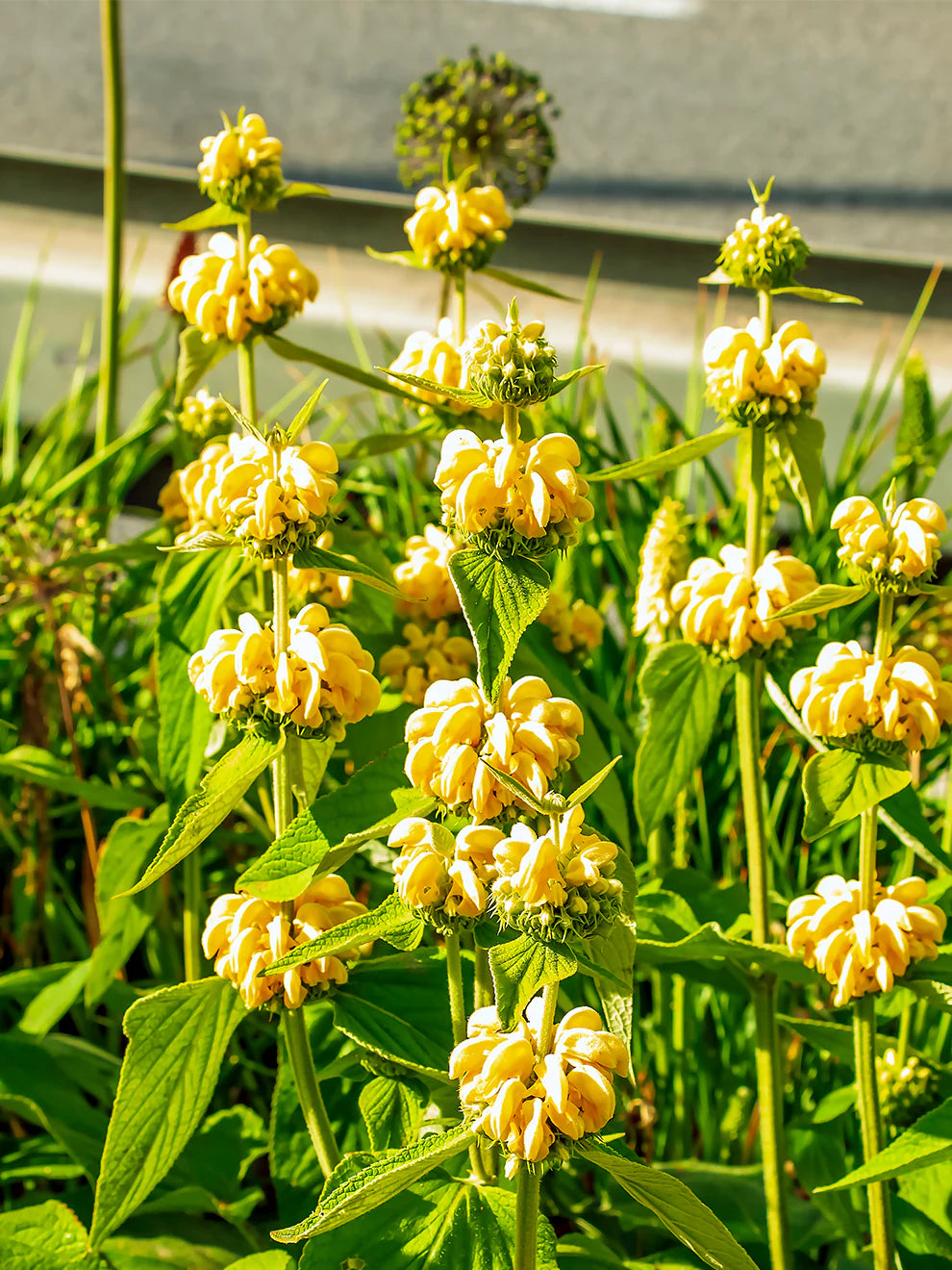 Jerusalem Sage Yellow Flower Seeds for Planting  Vibrant and Aromatic Blooms - Evergrowseeds
