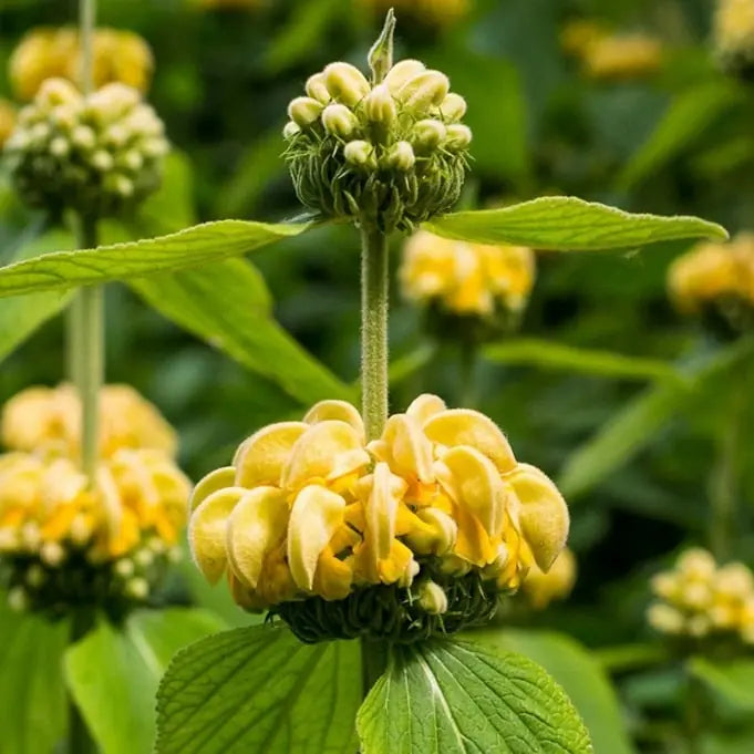 Yellow Jerusalem Sage Flower seeds for Planting - Easy to Grow, Heirloom & GMO Free Seeds for Home Garden