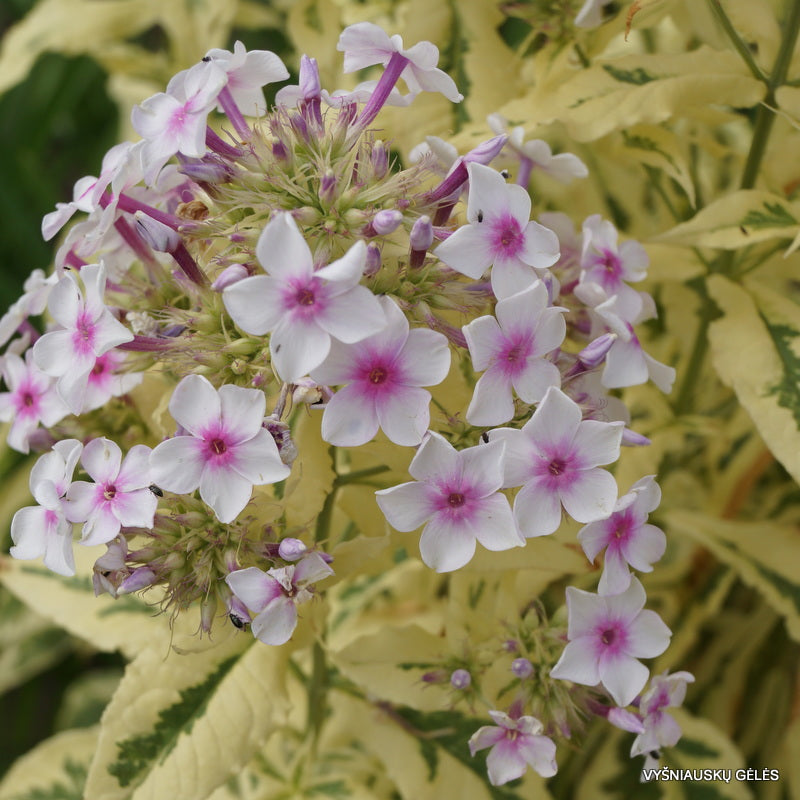 White-Pink Nora Leigh Flower seeds for Planting - Long Bloom Season, Heirloom & GMO Free Seeds for Home Garden
