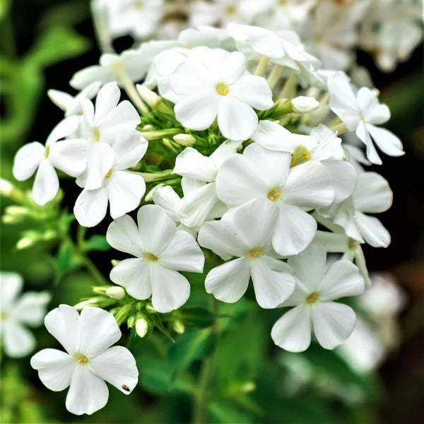 Drummondii Flower seeds for Planting - Long Bloom Season, Heirloom & GMO Free Seeds for Home Garden