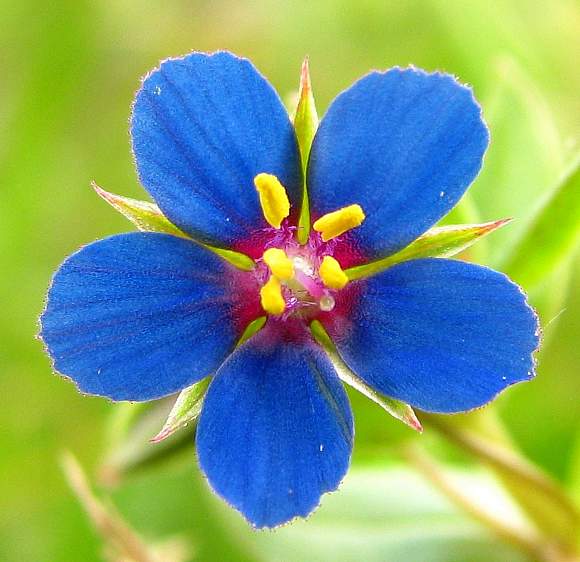 Blue Pimpernel Anagallis Flower seeds for Planting - Wildflower Mix, Heirloom & GMO Free Seeds for Home Garden