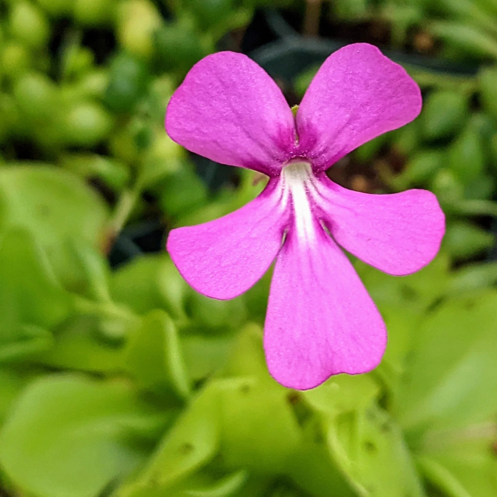 Pinguicula Flower seeds blooming in flower beds, containers, borders, and pollinator-friendly gardens
