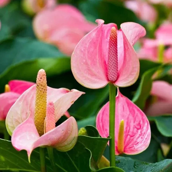Anthurium Flower seeds for Planting Wildflower Mix Heirloom & GMO Free Seeds for Home Garden