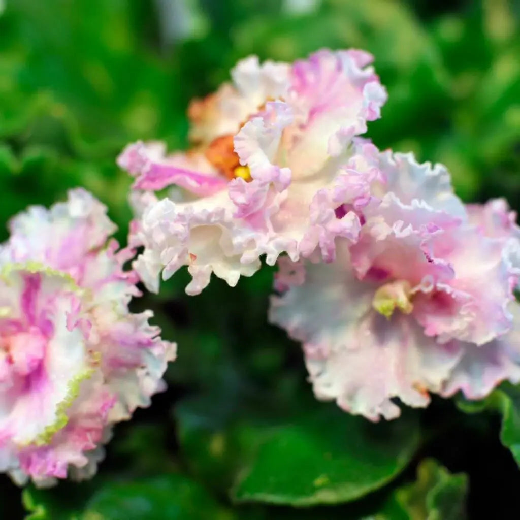 Pink & White African Violet Flower Seeds | Exotic Ground Cover Planting