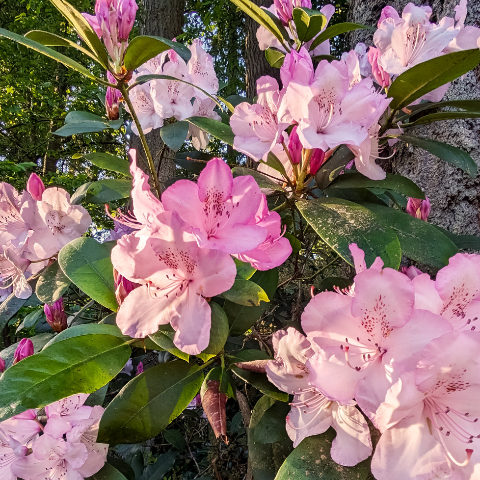 Rhododendron Flower seeds for Planting Long Bloom Season Heirloom & GMO Free Seeds for Home Garden