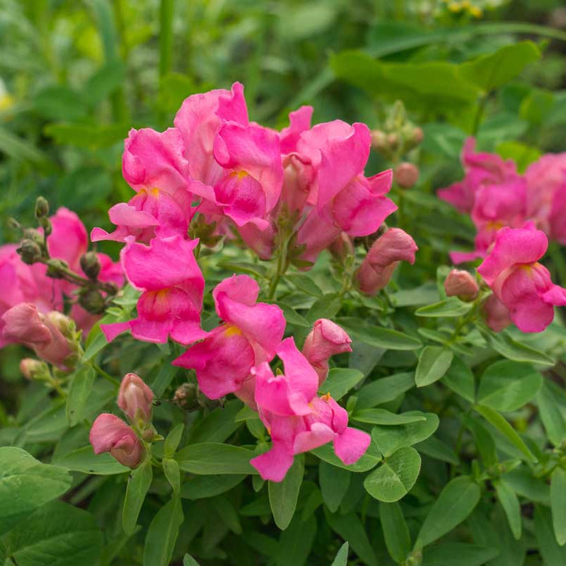 Pink Antirrhinum Flower Seeds for Planting Bright Blooms Heirloom & GMO Free Seeds for Home Garden
 
 Sale