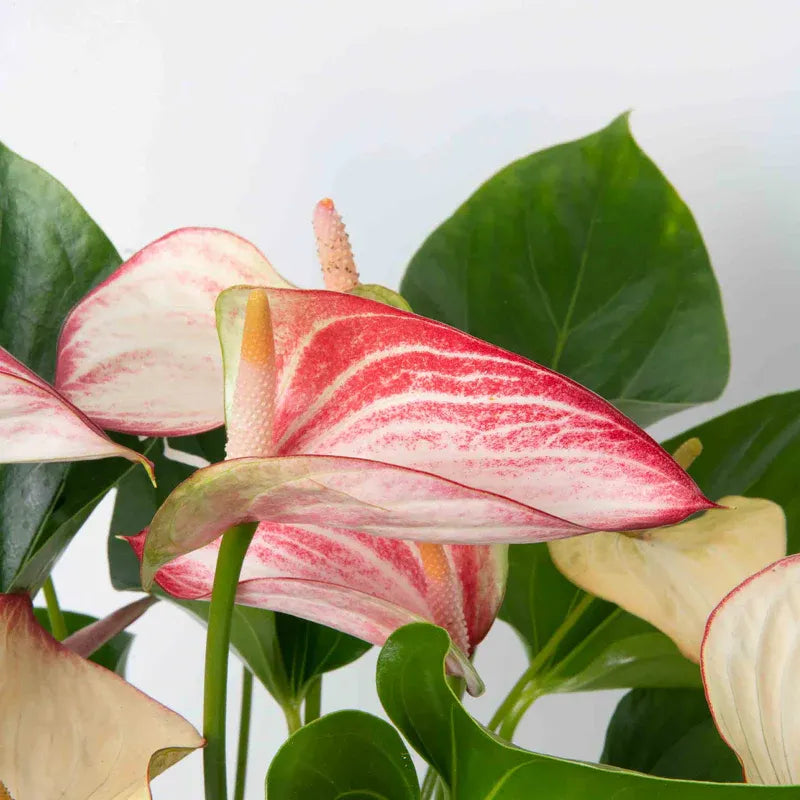 White Pink Anthurium Flower Seeds for Planting Garden Favorite Heirloom & GMO Free Seeds for Home Garden
 
 Sale