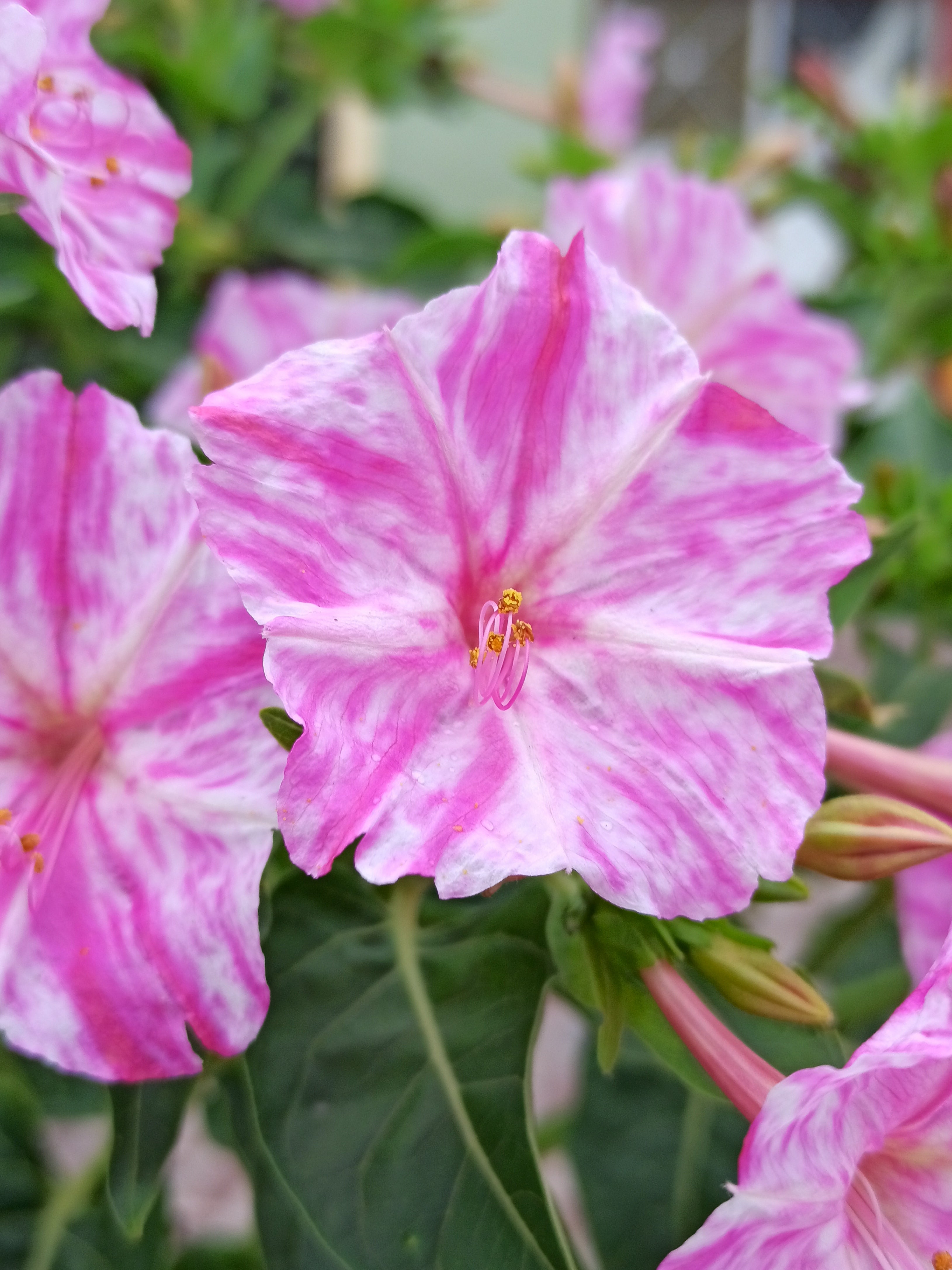 Pink White Mirabilis flowers blooming in garden