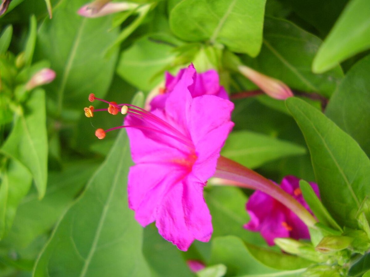 Ornamental Pink White Mirabilis seeds for gardens