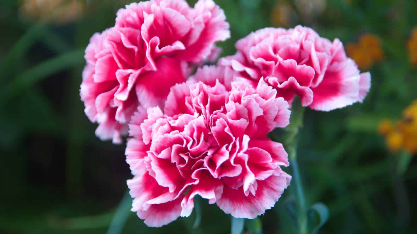 Dianthus Carnation Flower seeds for Planting Garden Favorite Heirloom & GMO Free Seeds for Home Garden