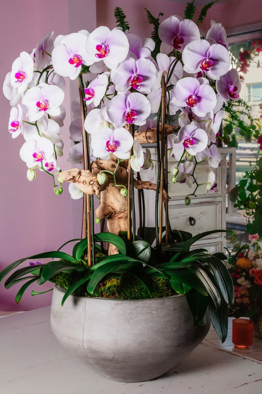 Pink Red Dendrobium Flower seeds for Planting - Drought Tolerant, Heirloom & GMO Free Seeds for Home Garden