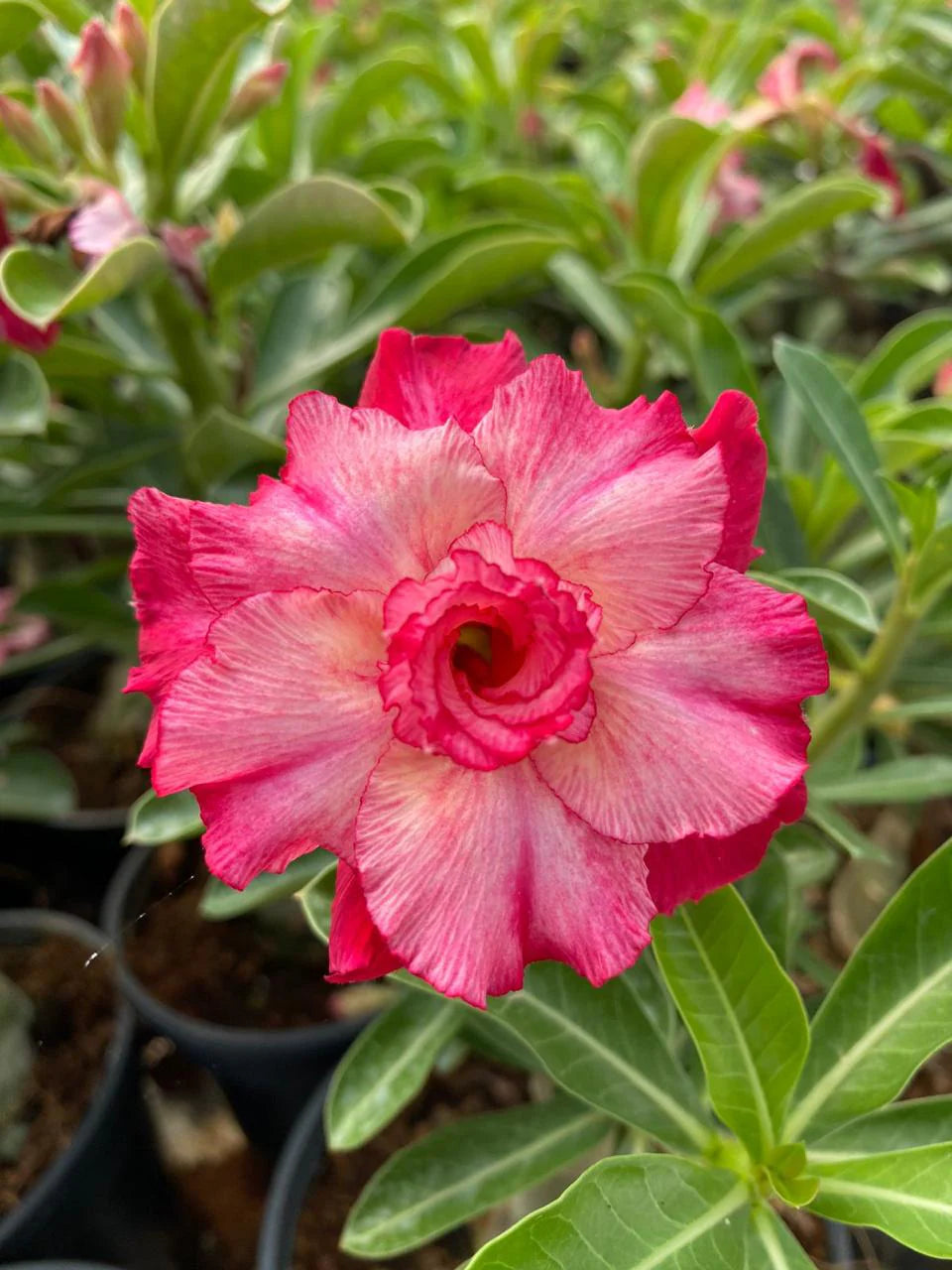 Pink and White Adenium Obesum Flower Seeds for Planting